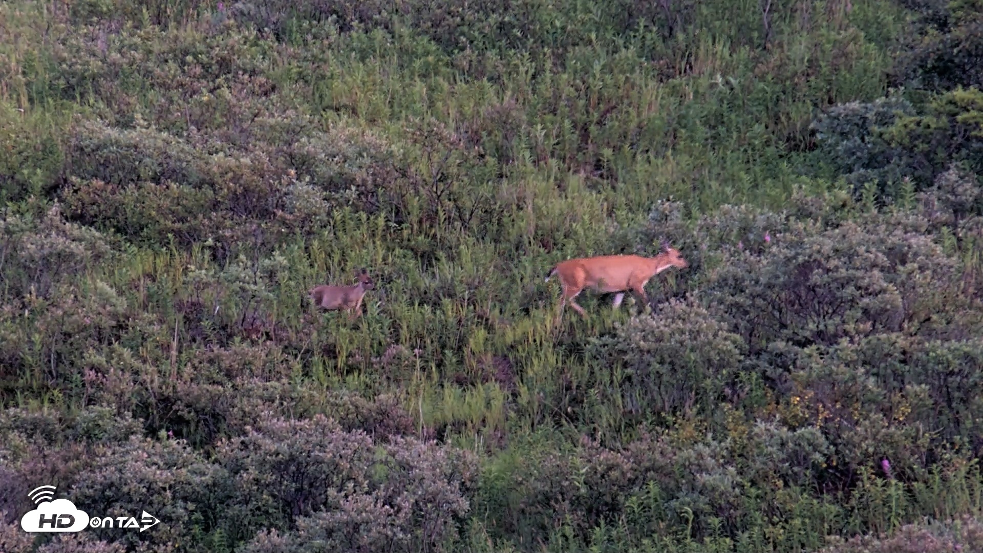 Snapshot of Kodiak Alaska Brown Bears Live Webcam taken Aug 26, 2026, 9:22pm AKDT