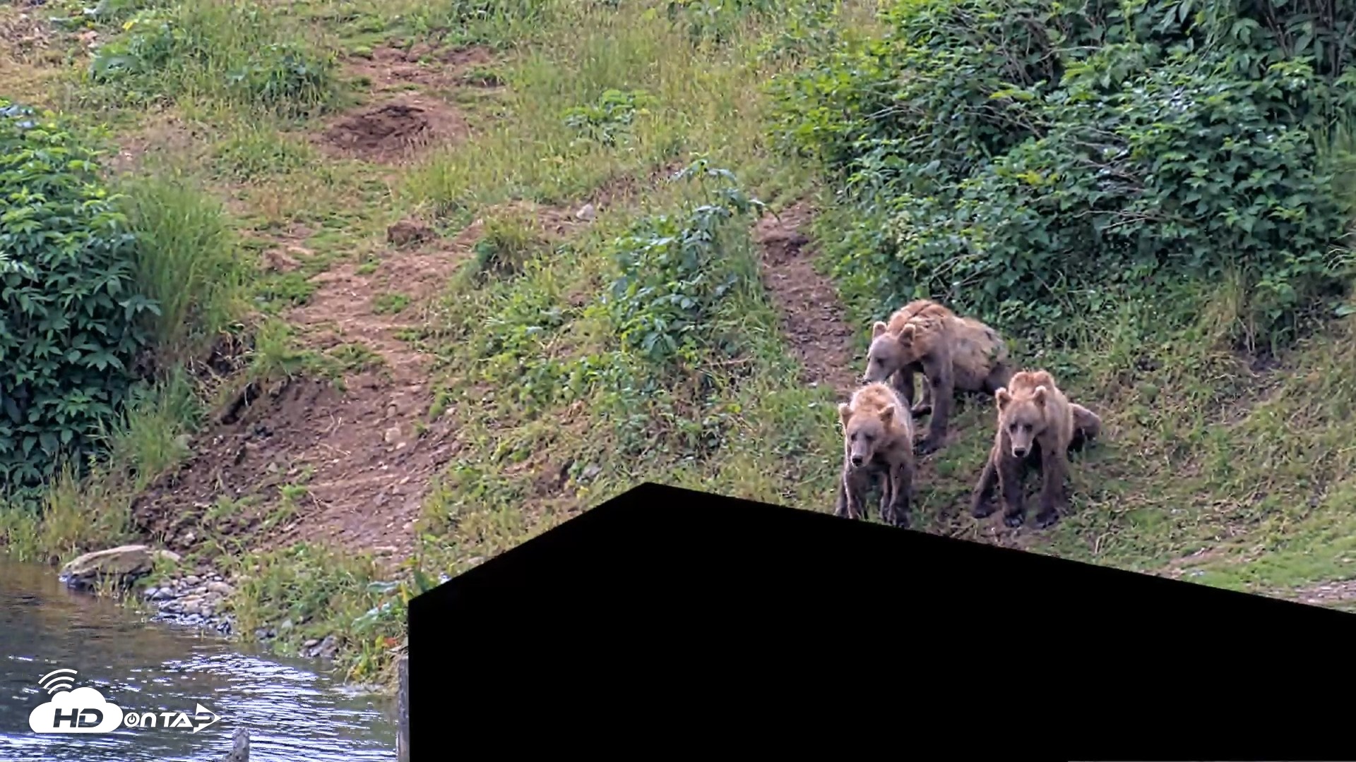 Snapshot of Kodiak Alaska Brown Bears Live Webcam taken Aug 2, 2026, 12:50pm AKDT