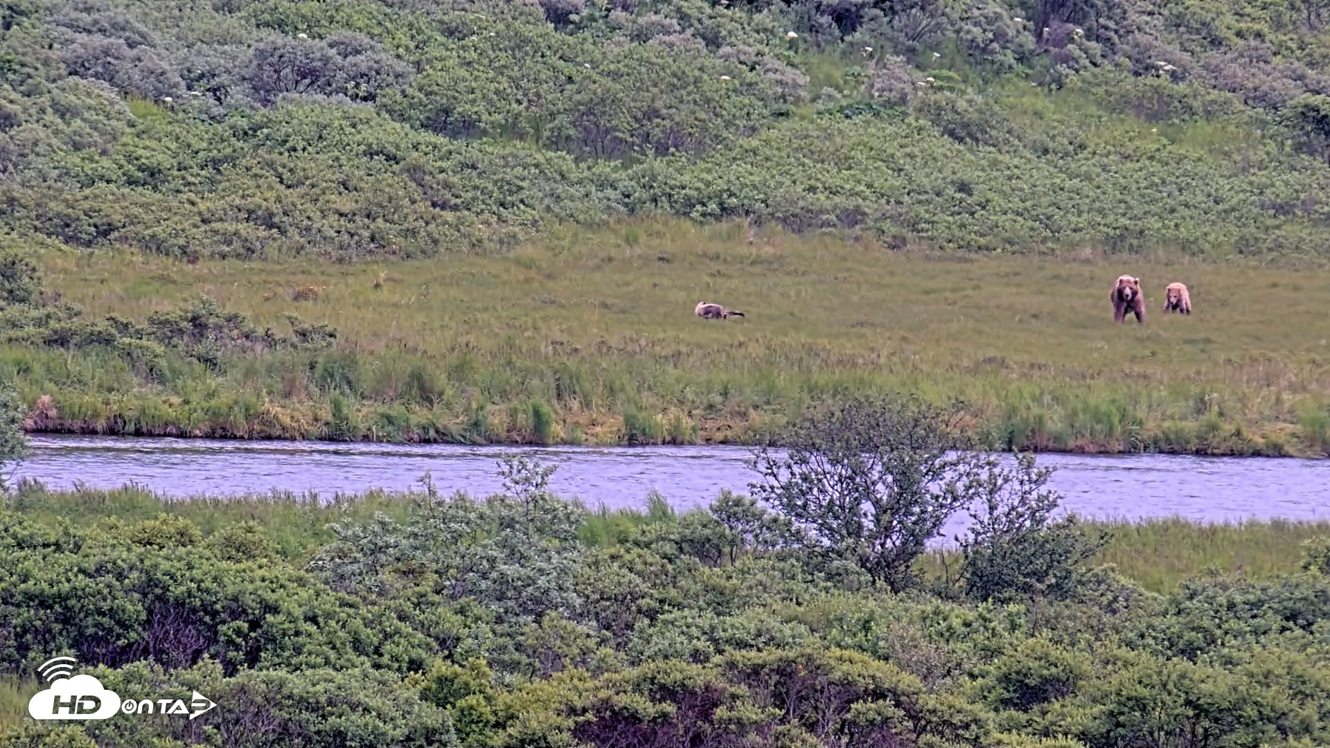 Snapshot of Kodiak Alaska Brown Bears Live Webcam taken Jul 20, 2026, 5:19pm AKDT
