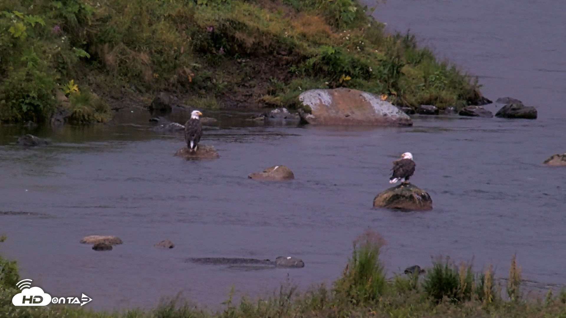 Snapshot of Kodiak Alaska Brown Bears Live Webcam taken Aug 16, 2026, 7:28am AKDT