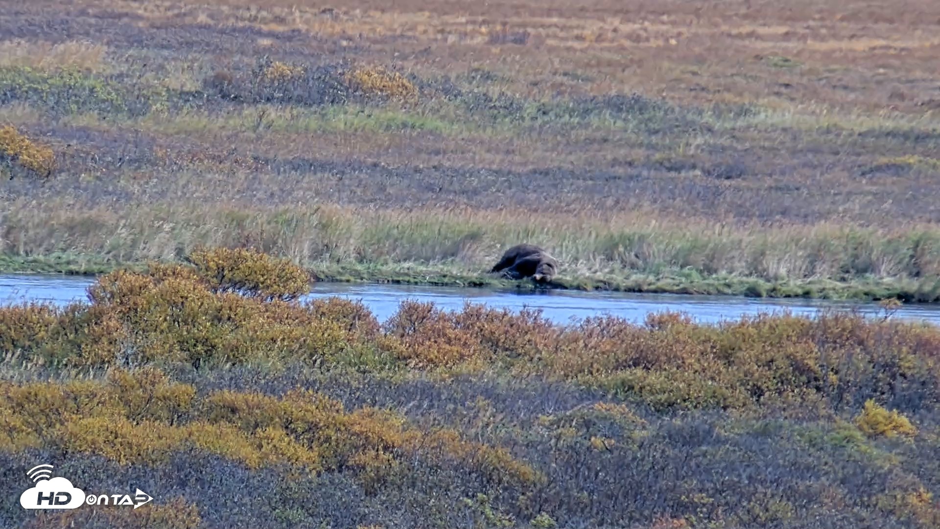 Snapshot of Kodiak Alaska Brown Bears Live Webcam taken Oct 3, 2026, 4:02pm AKDT
