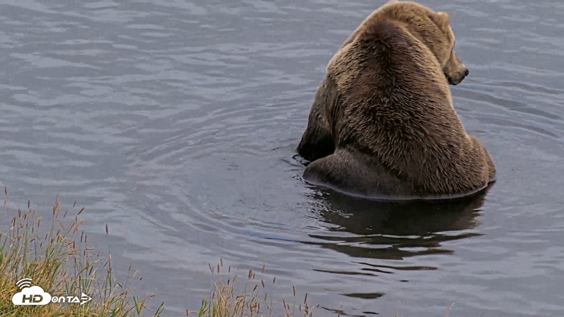 Snapshot of Kodiak Alaska Brown Bears Live Webcam taken Aug 20, 2026, 8:26pm AKDT
