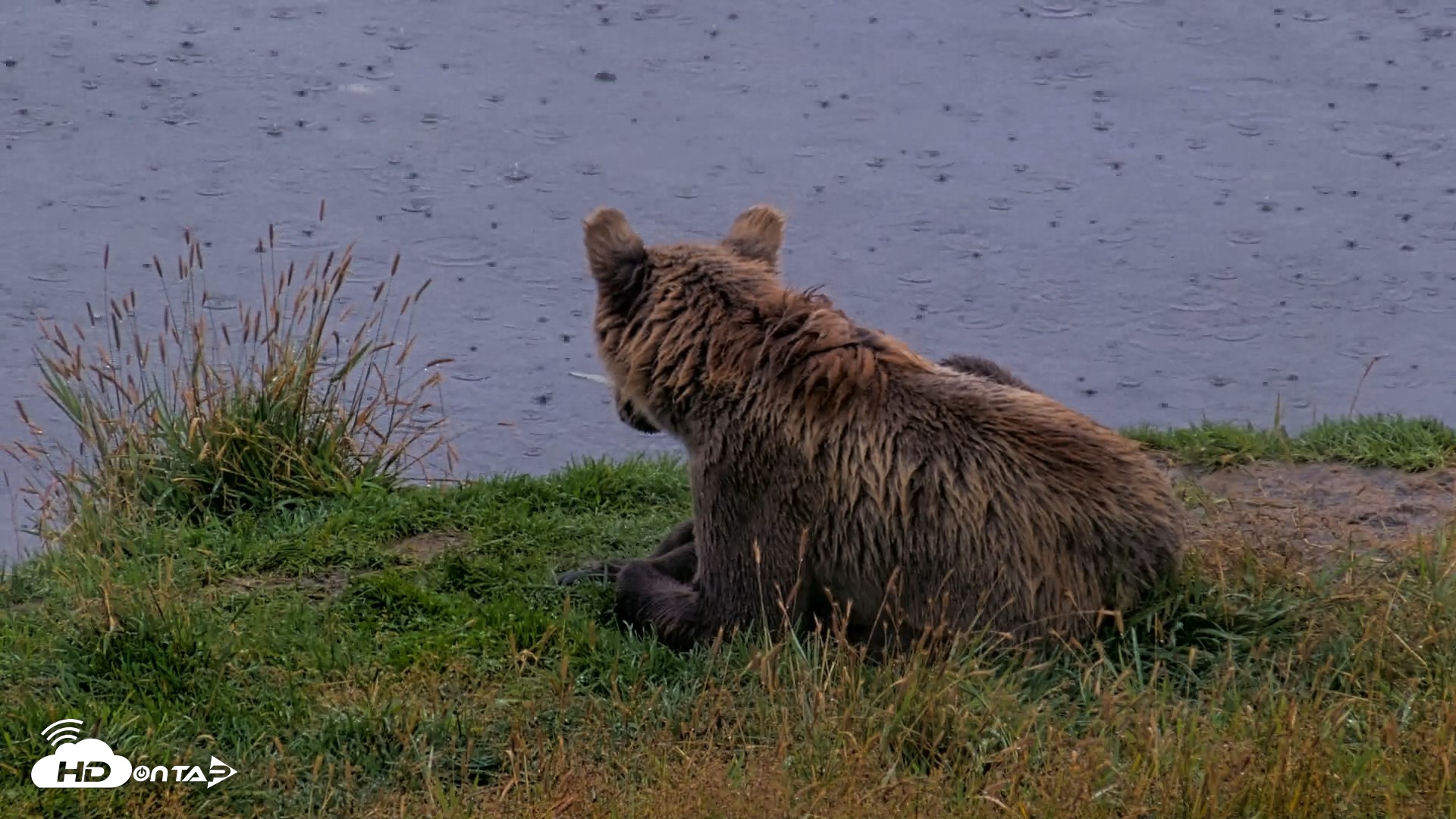 Snapshot of Kodiak Alaska Brown Bears Live Webcam taken Aug 14, 2026, 9:55am AKDT