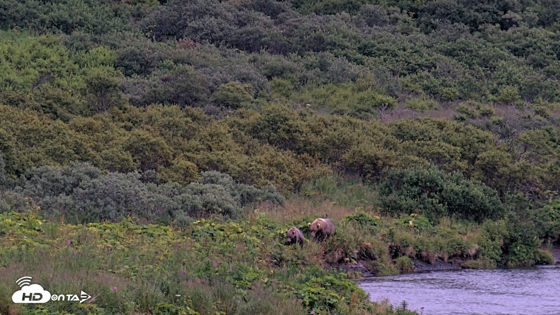 Snapshot of Kodiak Alaska Brown Bears Live Webcam taken Aug 17, 2026, 8:29pm AKDT