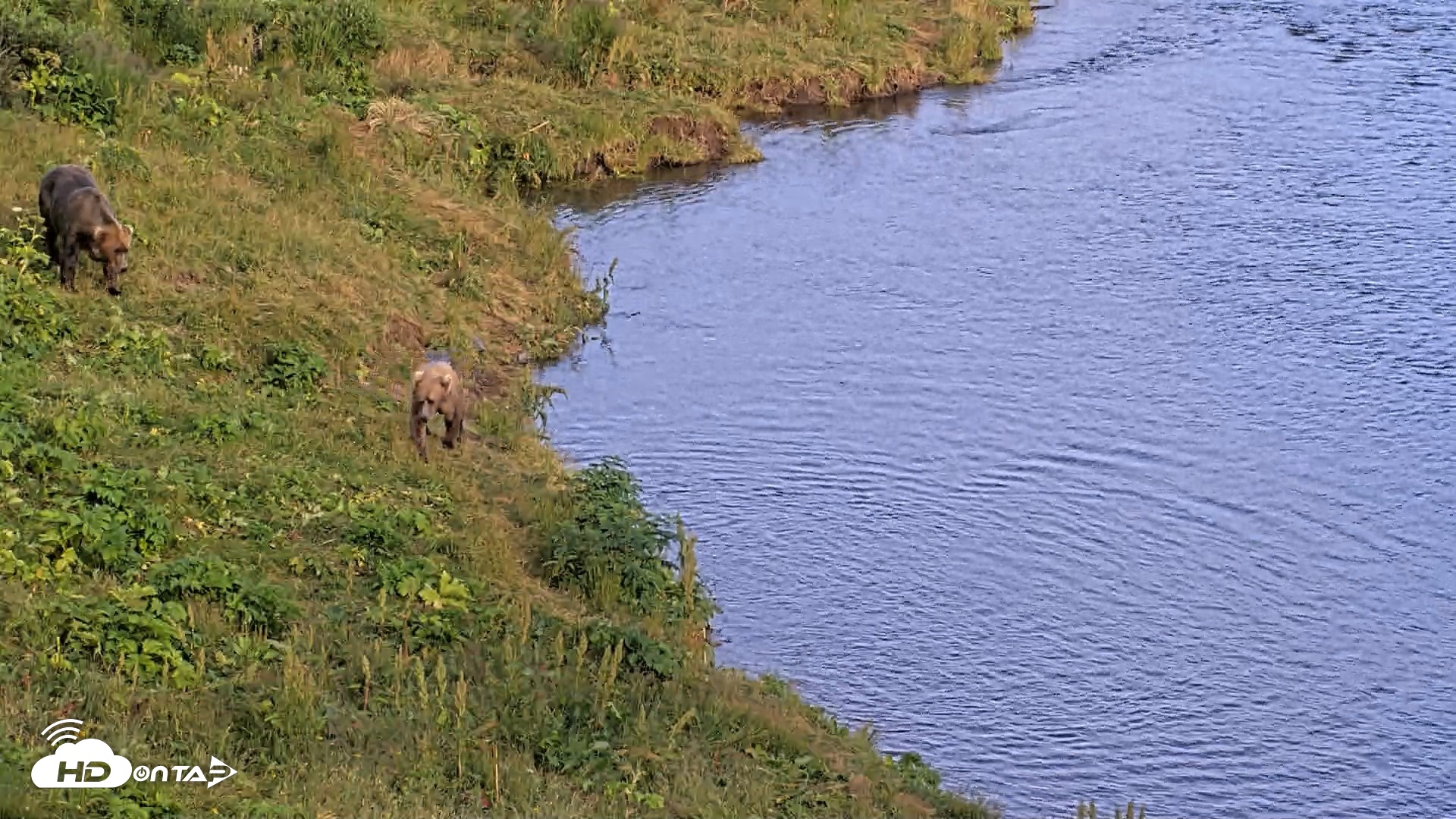 Snapshot of Kodiak Alaska Brown Bears Live Webcam taken Aug 11, 2026, 8:06pm AKDT