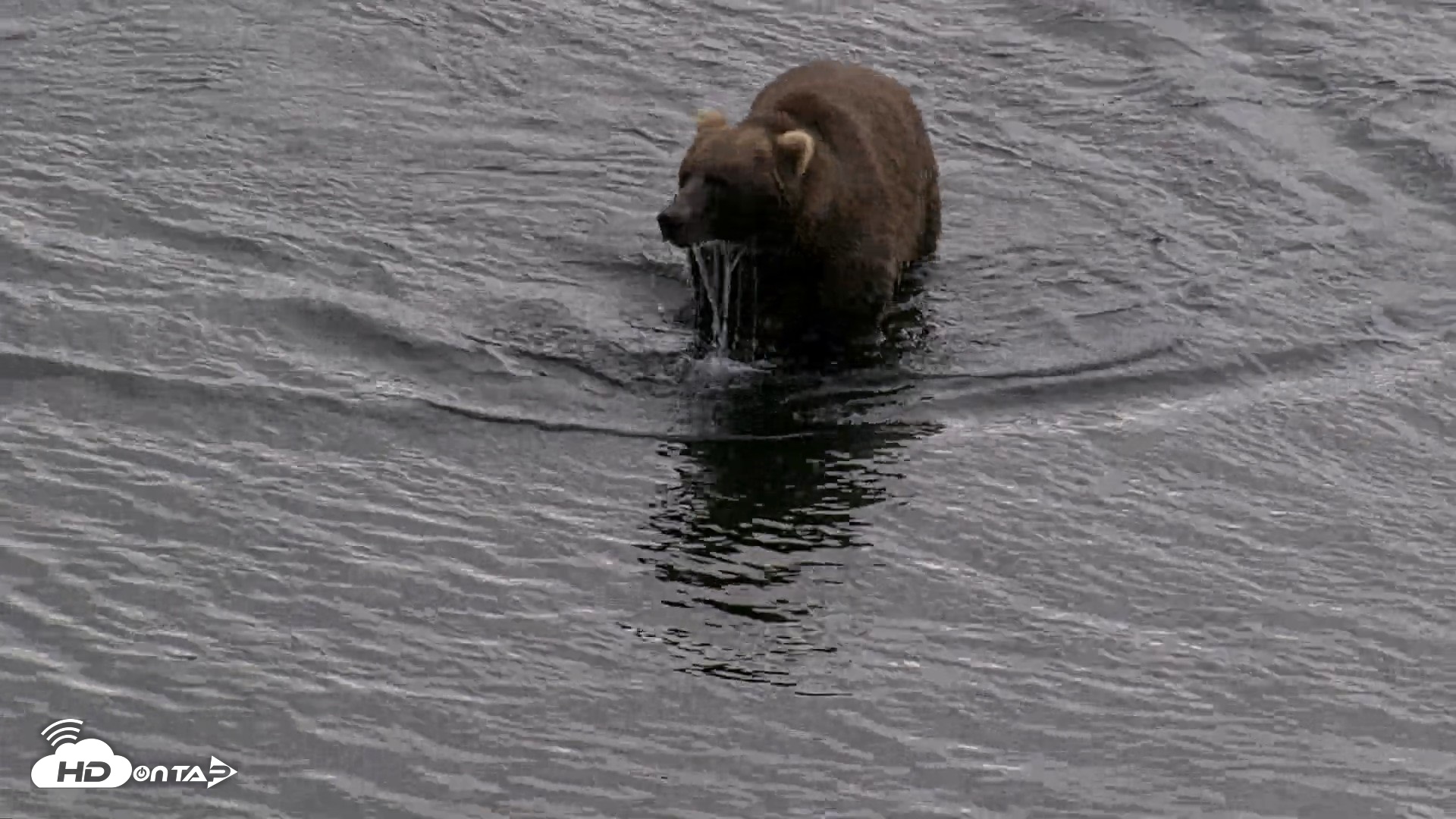Snapshot of Kodiak Alaska Brown Bears Live Webcam taken Aug 20, 2026, 5:42pm AKDT