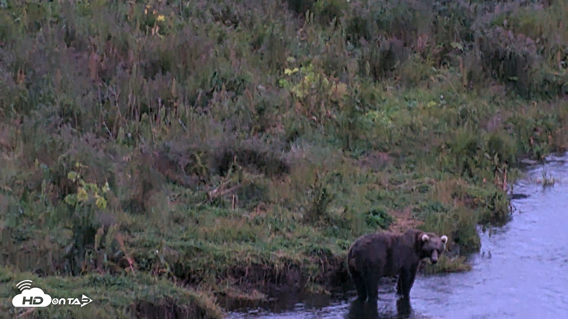 Snapshot of Kodiak Alaska Brown Bears Live Webcam taken Aug 15, 2026, 10:07pm AKDT