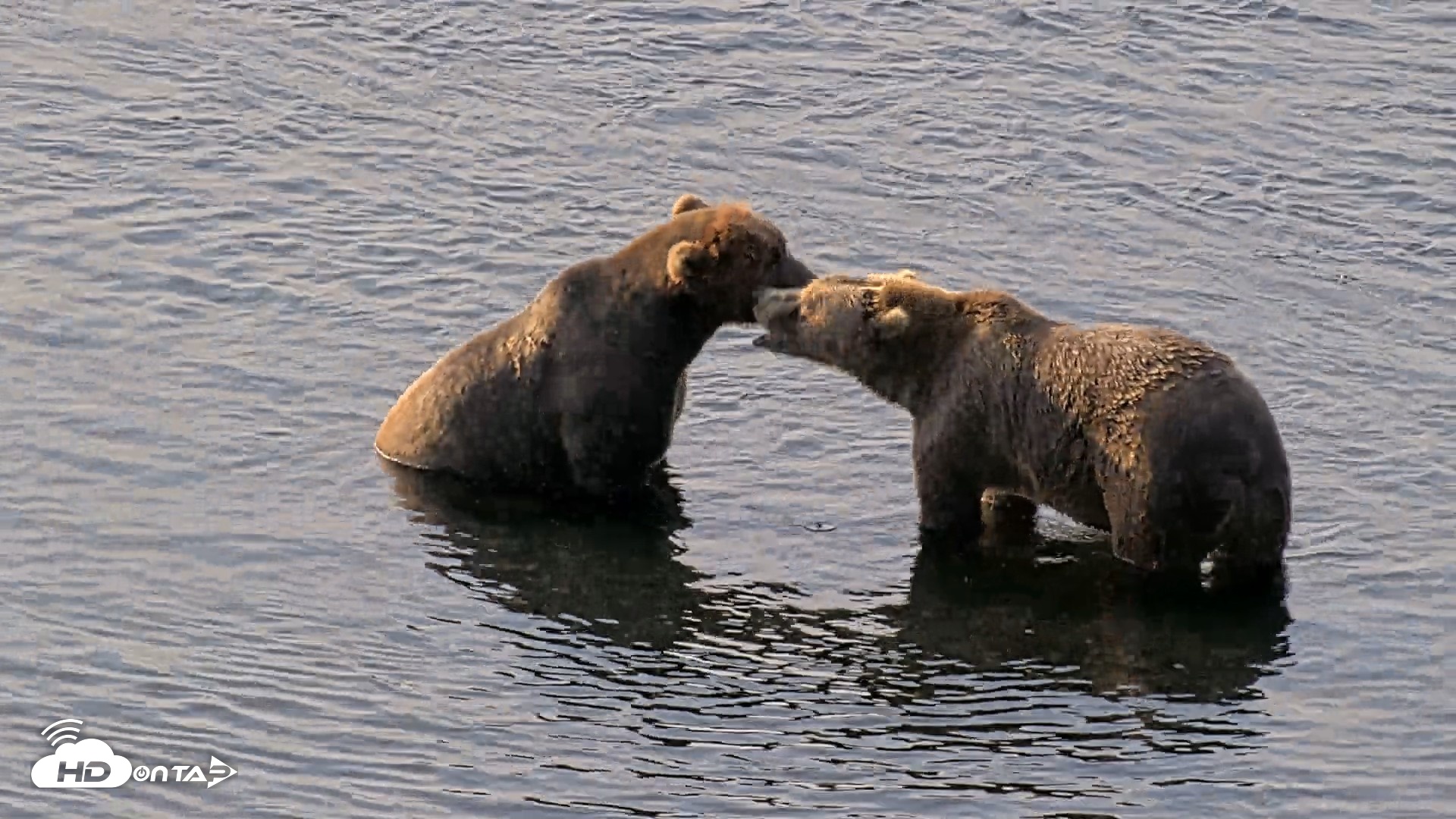 Snapshot of Kodiak Alaska Brown Bears Live Webcam taken Aug 8, 2026, 9:26am AKDT