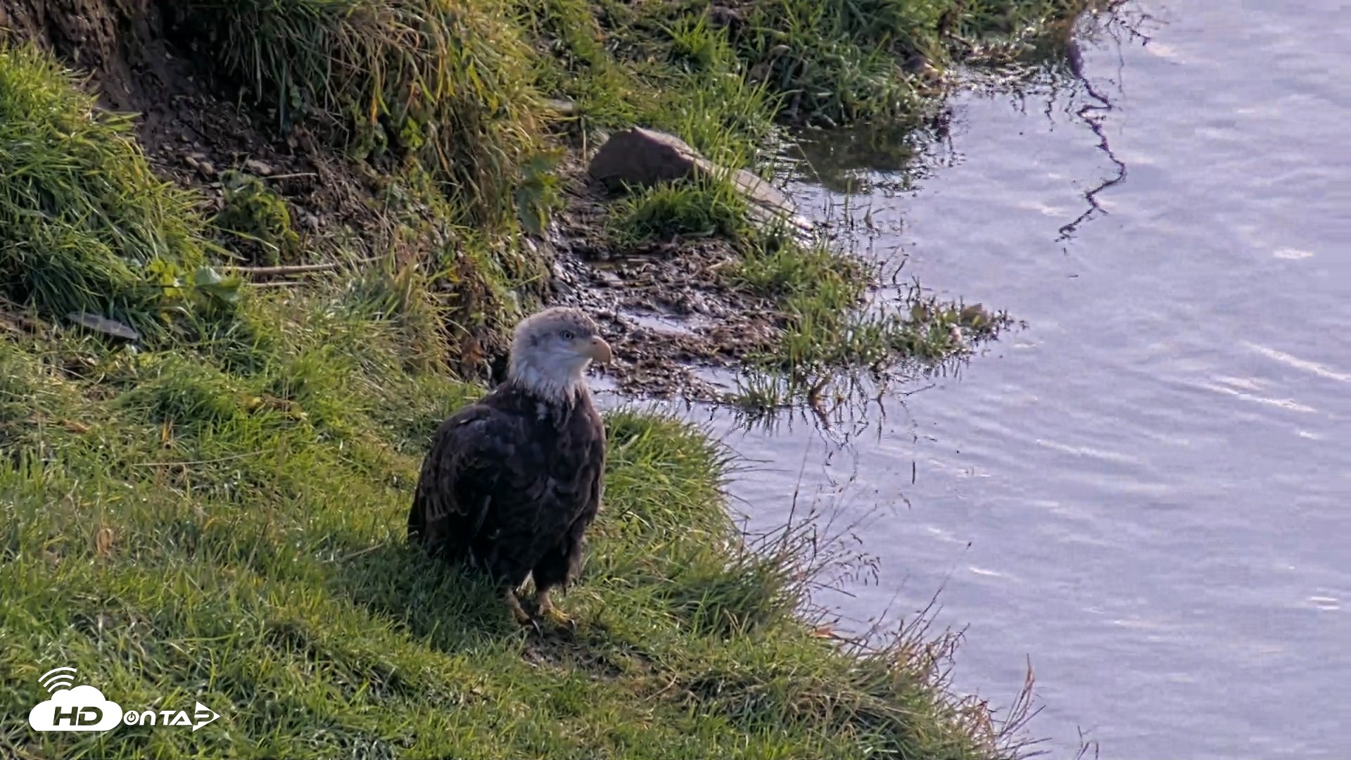 Snapshot of Kodiak Alaska Brown Bears Live Webcam taken Oct 8, 2026, 12:58pm AKDT