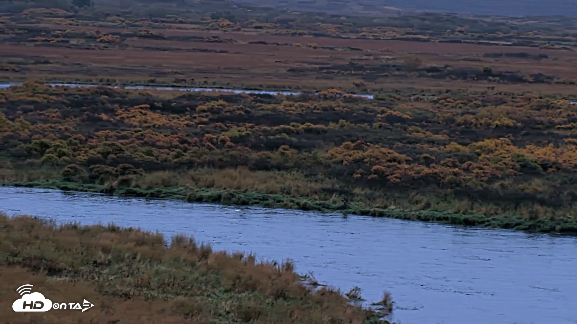 Snapshot of Kodiak Alaska Brown Bears Live Webcam taken Oct 5, 2026, 8:16am AKDT