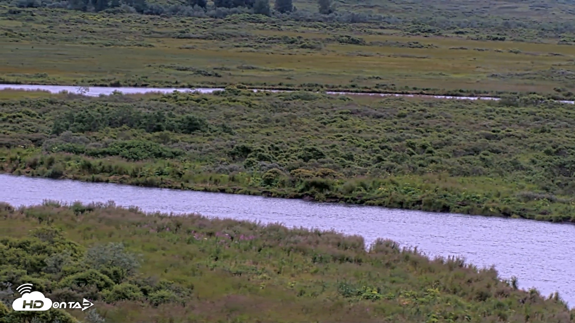 Snapshot of Kodiak Alaska Brown Bears Live Webcam taken Aug 14, 2026, 8:18am AKDT