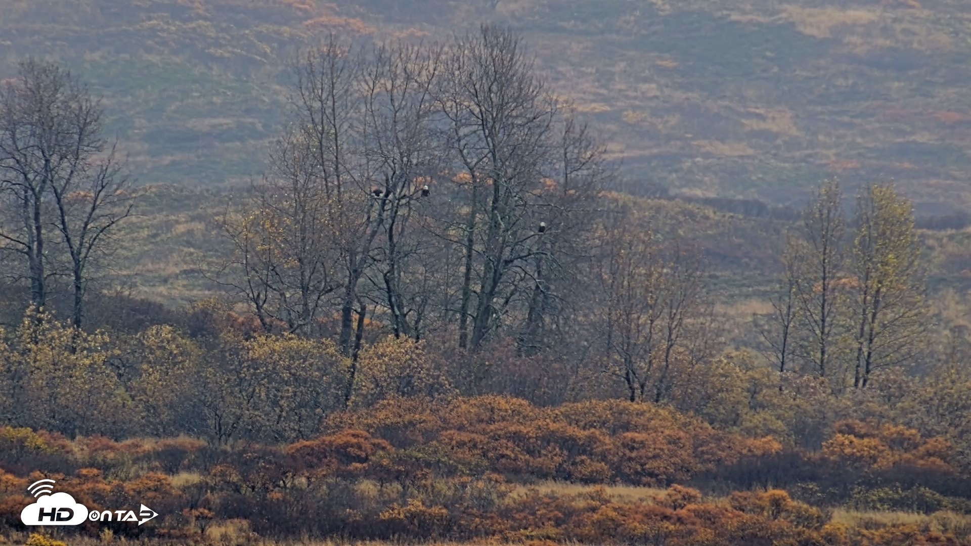 Snapshot of Kodiak Alaska Brown Bears Live Webcam taken Oct 16, 2026, 2:34pm AKDT