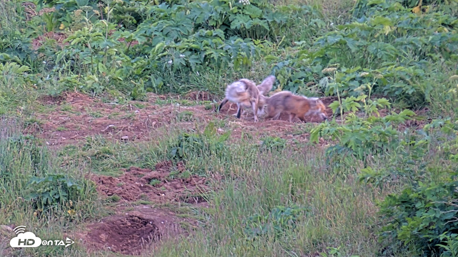 Snapshot of Kodiak Alaska Brown Bears Live Webcam taken Jul 29, 2026, 9:58pm AKDT