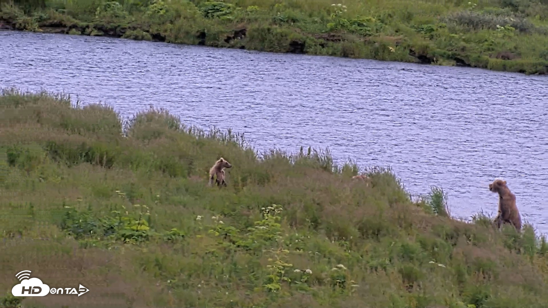 Snapshot of Kodiak Alaska Brown Bears Live Webcam taken Aug 6, 2026, 6:12pm AKDT