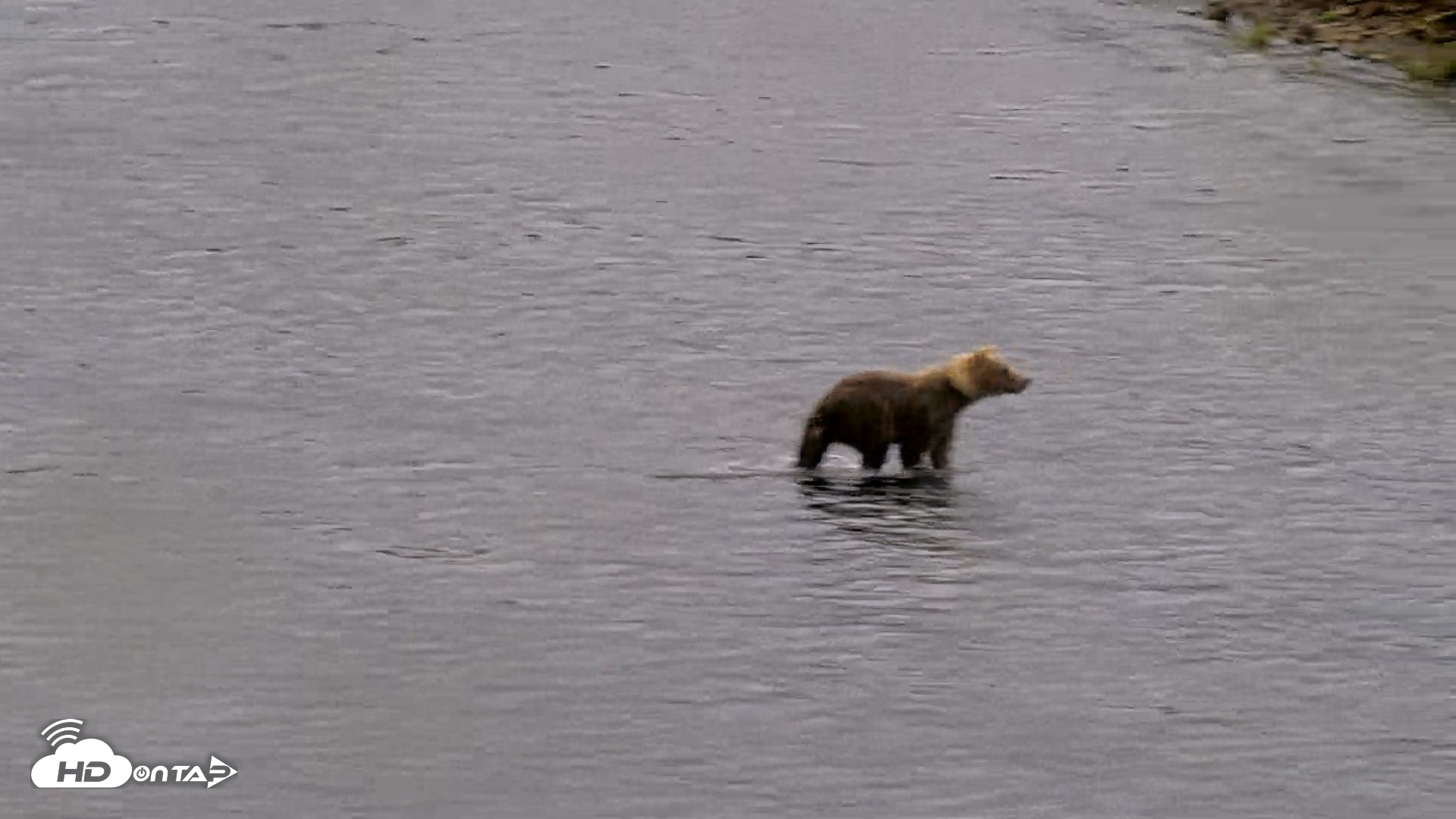 Snapshot of Kodiak Alaska Brown Bears Live Webcam taken Aug 15, 2026, 2:32pm AKDT