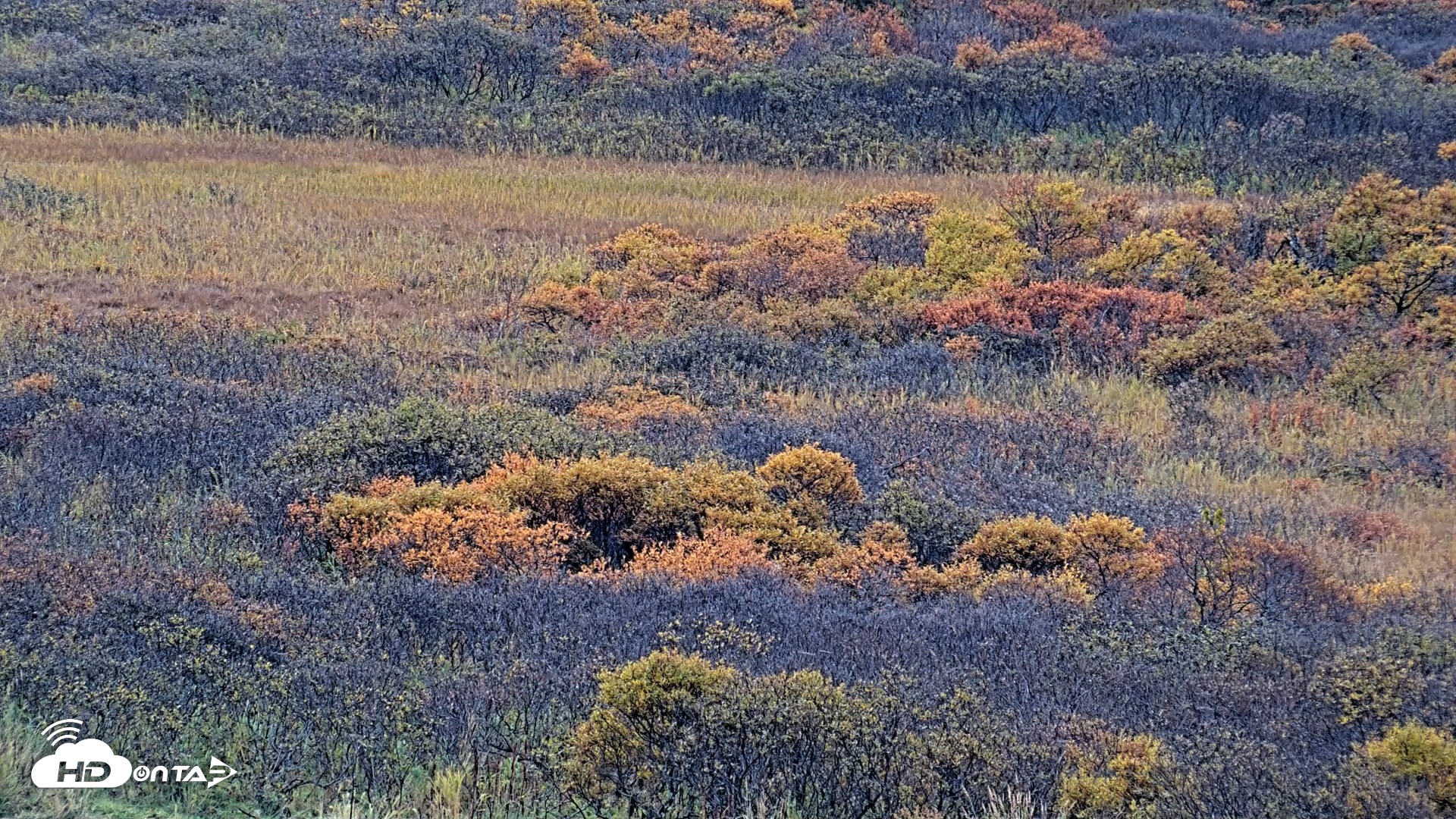 Snapshot of Kodiak Alaska Brown Bears Live Webcam taken Oct 6, 2026, 10:30am AKDT