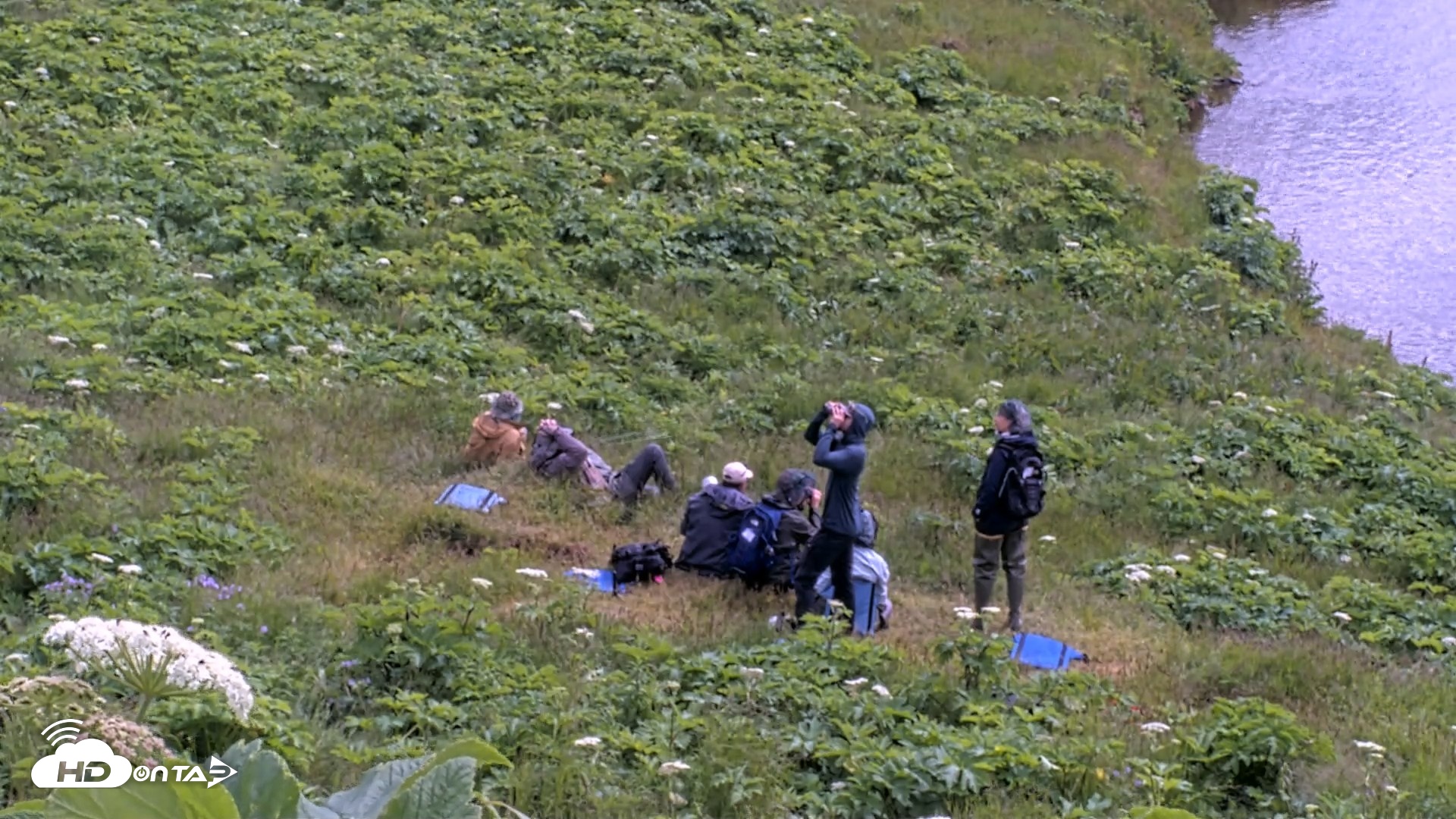 Snapshot of Kodiak Alaska Brown Bears Live Webcam taken Jul 15, 2026, 1:54pm AKDT