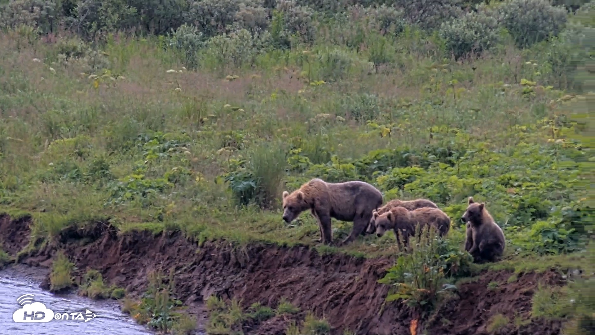 Snapshot of Kodiak Alaska Brown Bears Live Webcam taken Aug 9, 2026, 12:16pm AKDT