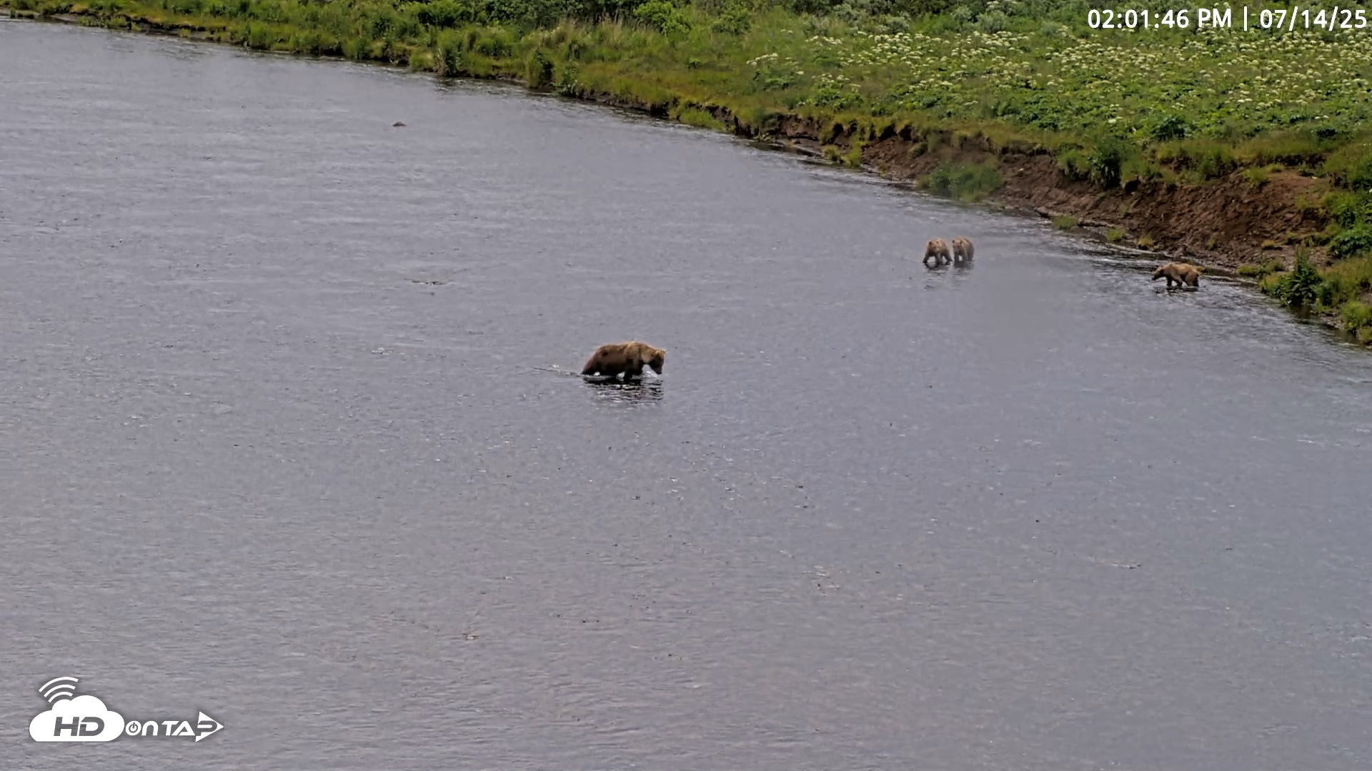 Snapshot of Kodiak Alaska Brown Bears Live Webcam taken Jul 14, 2025, 2:02pm AKDT