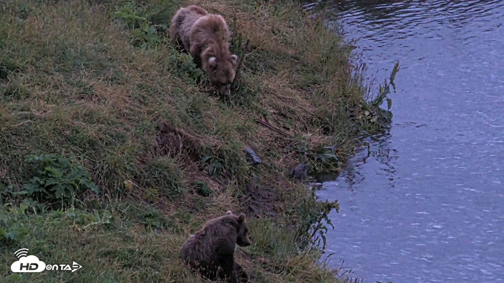 Snapshot of Kodiak Alaska Brown Bears Live Webcam taken Aug 11, 2026, 6:24am AKDT