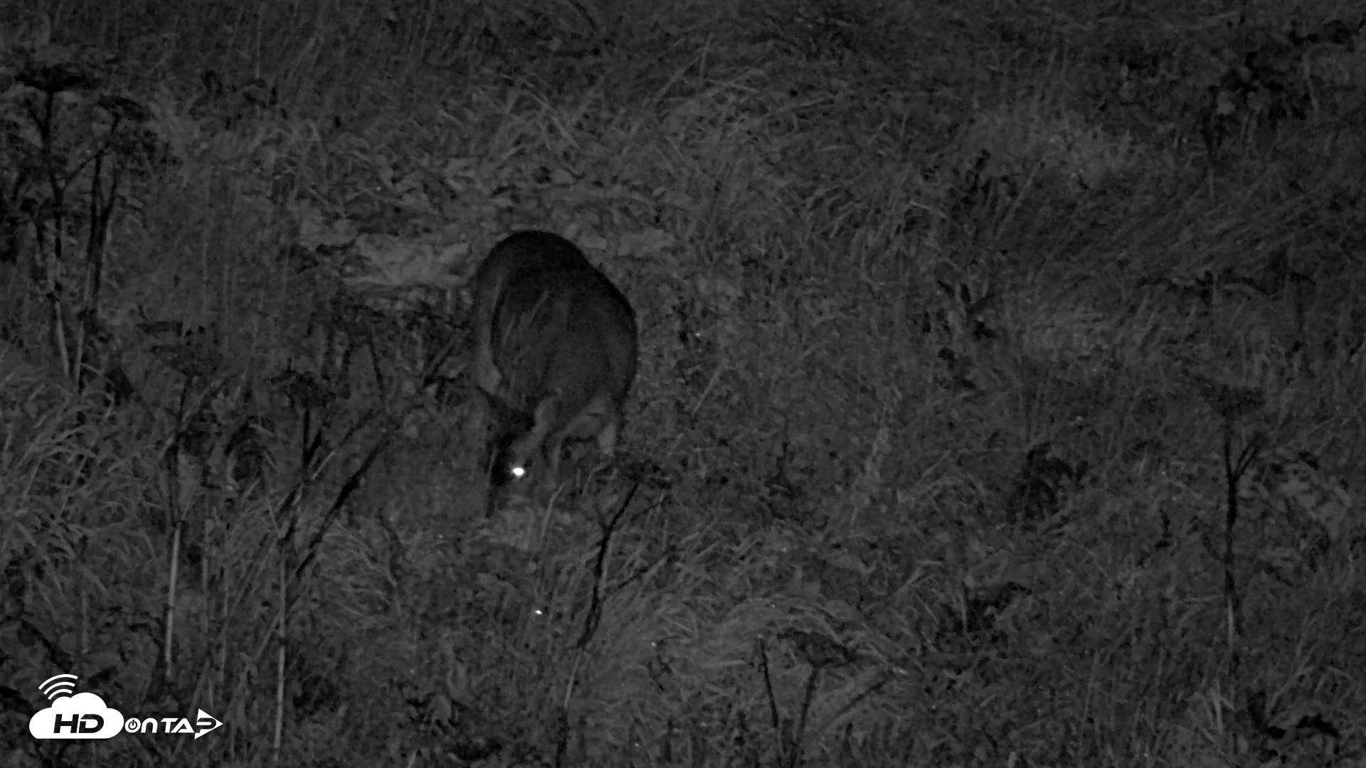Snapshot of Kodiak Alaska Brown Bears Live Webcam taken Sep 22, 2026, 10:09pm AKDT