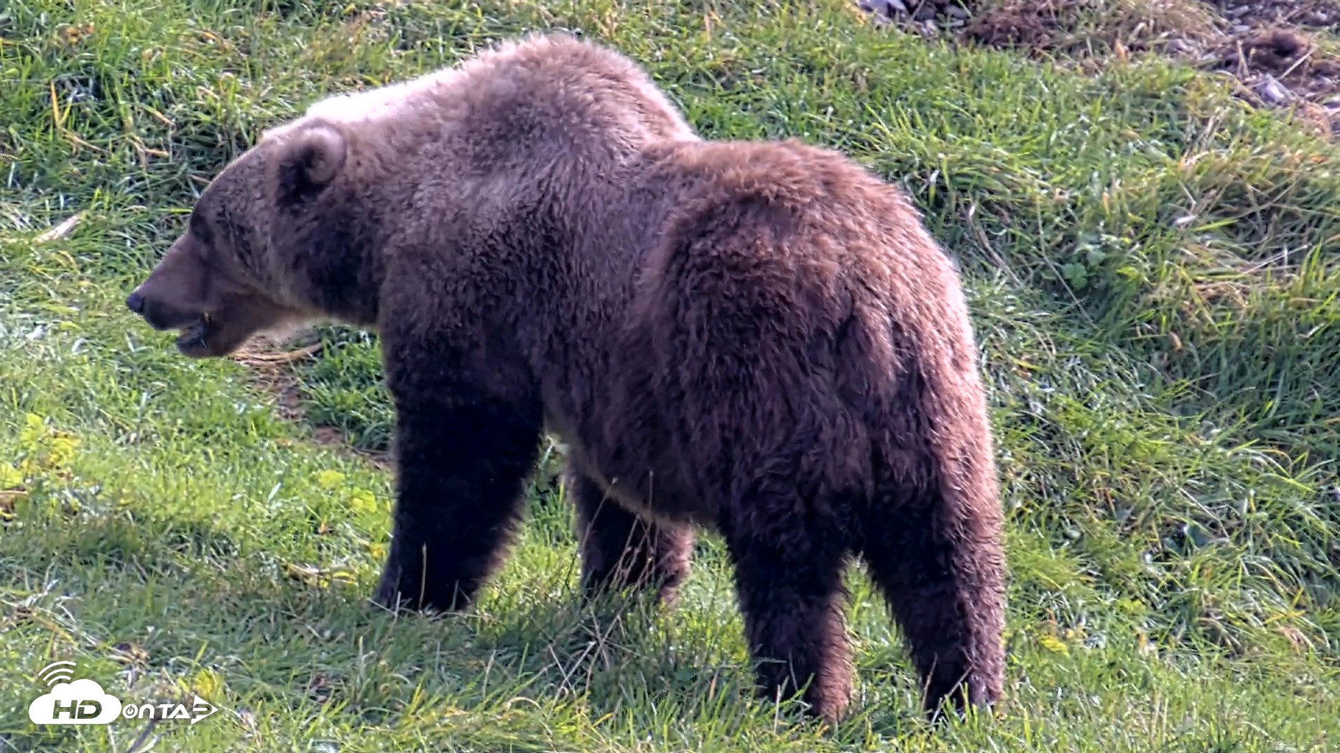 Snapshot of Kodiak Alaska Brown Bears Live Webcam taken Oct 7, 2026, 1:00pm AKDT