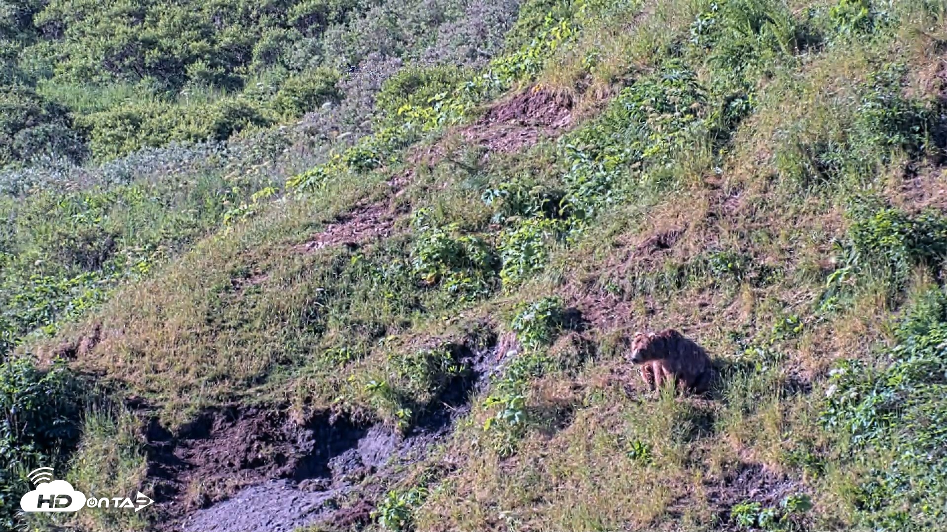 Snapshot of Kodiak Alaska Brown Bears Live Webcam taken Jul 30, 2026, 9:15am AKDT