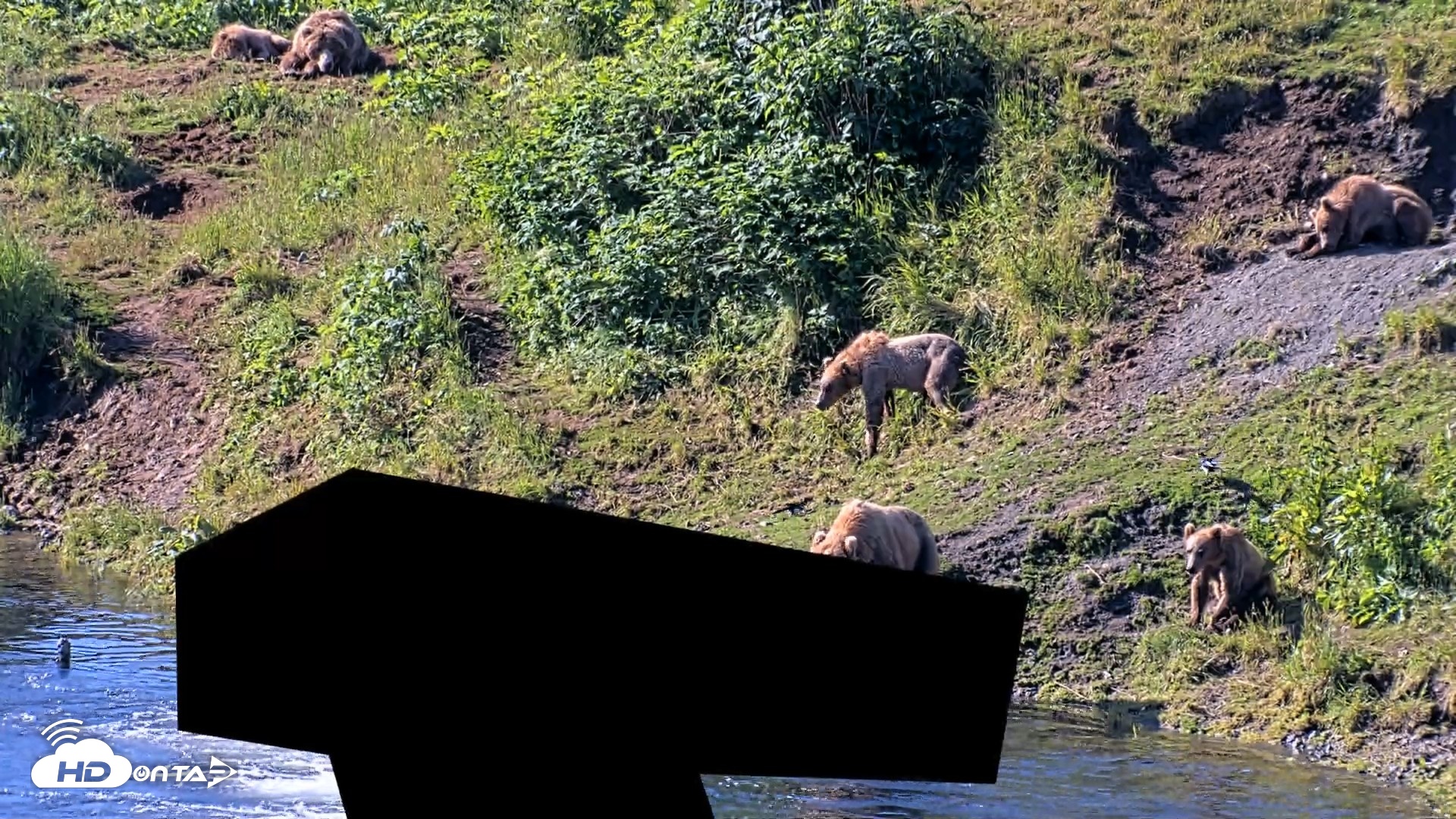 Snapshot of Kodiak Alaska Brown Bears Live Webcam taken Jul 29, 2026, 10:14am AKDT