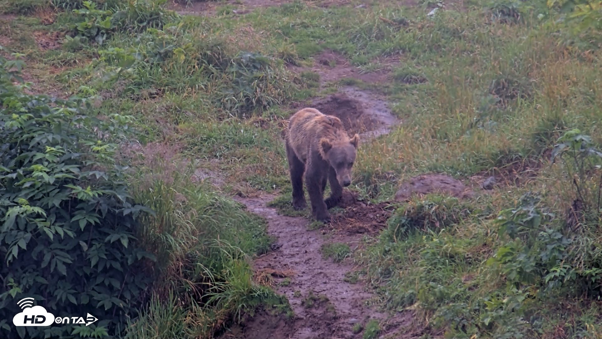 Snapshot of Kodiak Alaska Brown Bears Live Webcam taken Aug 14, 2026, 10:37am AKDT