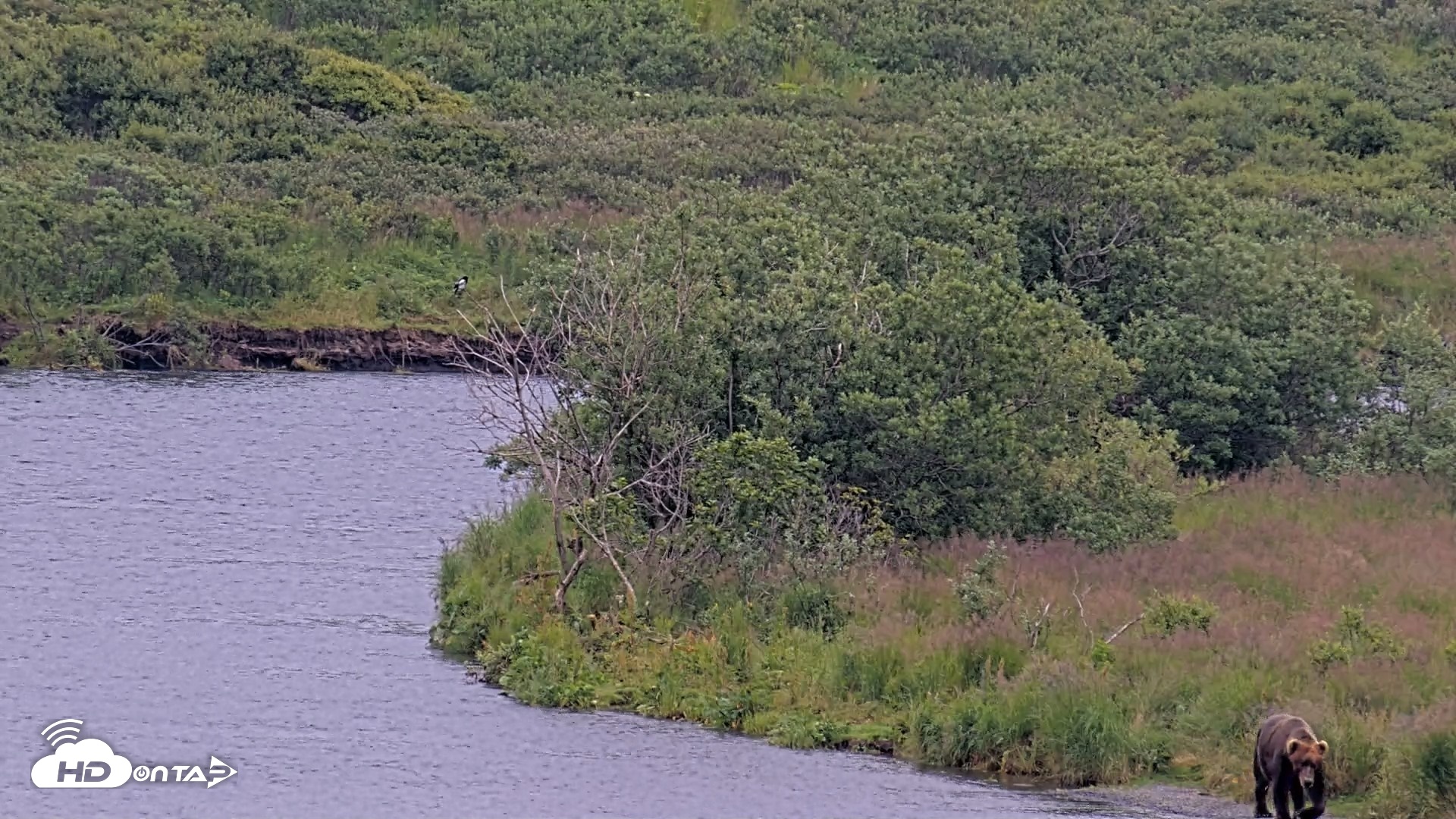 Snapshot of Kodiak Alaska Brown Bears Live Webcam taken Aug 10, 2026, 10:57am AKDT