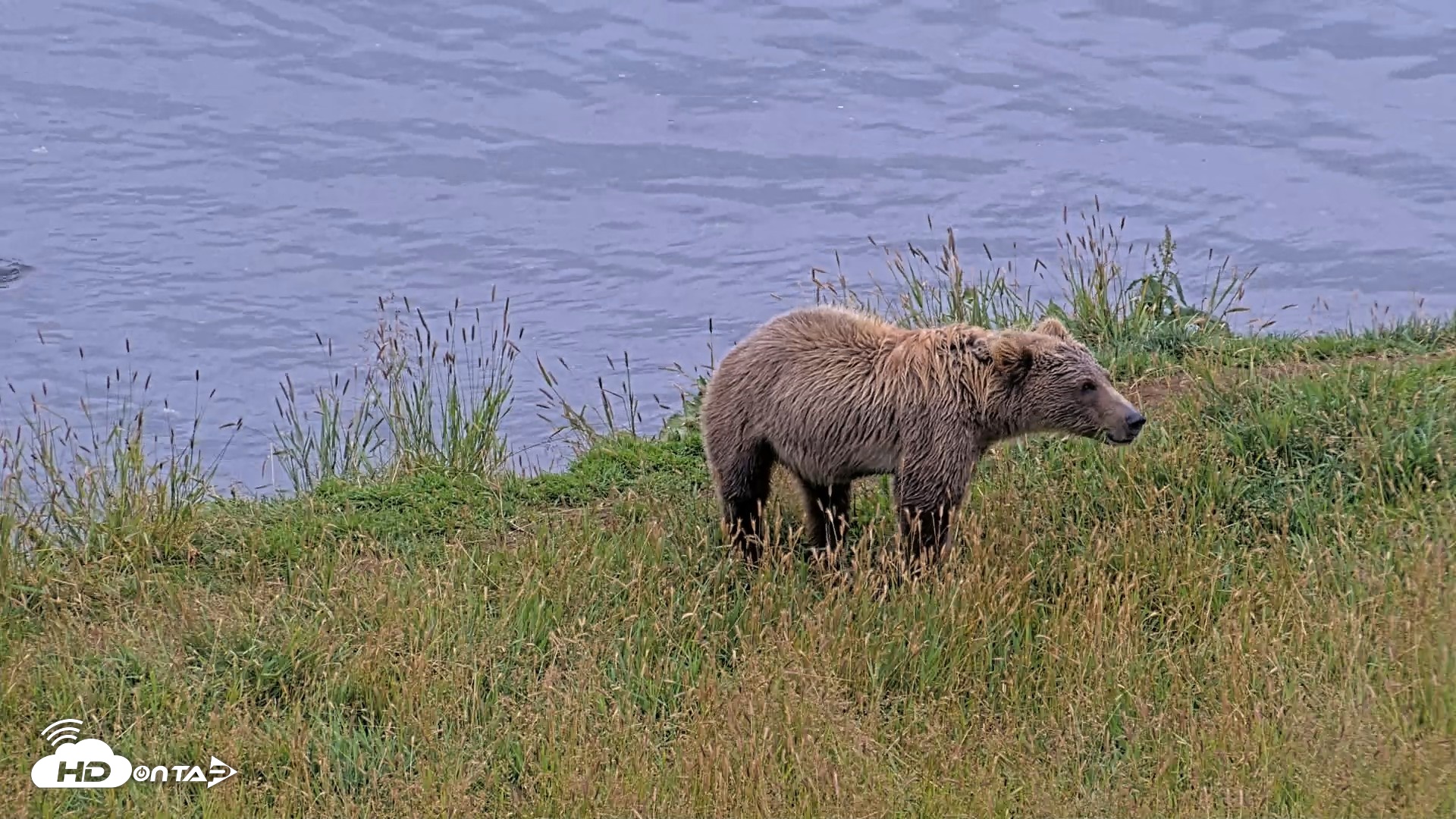 Snapshot of Kodiak Alaska Brown Bears Live Webcam taken Aug 10, 2026, 6:22pm AKDT