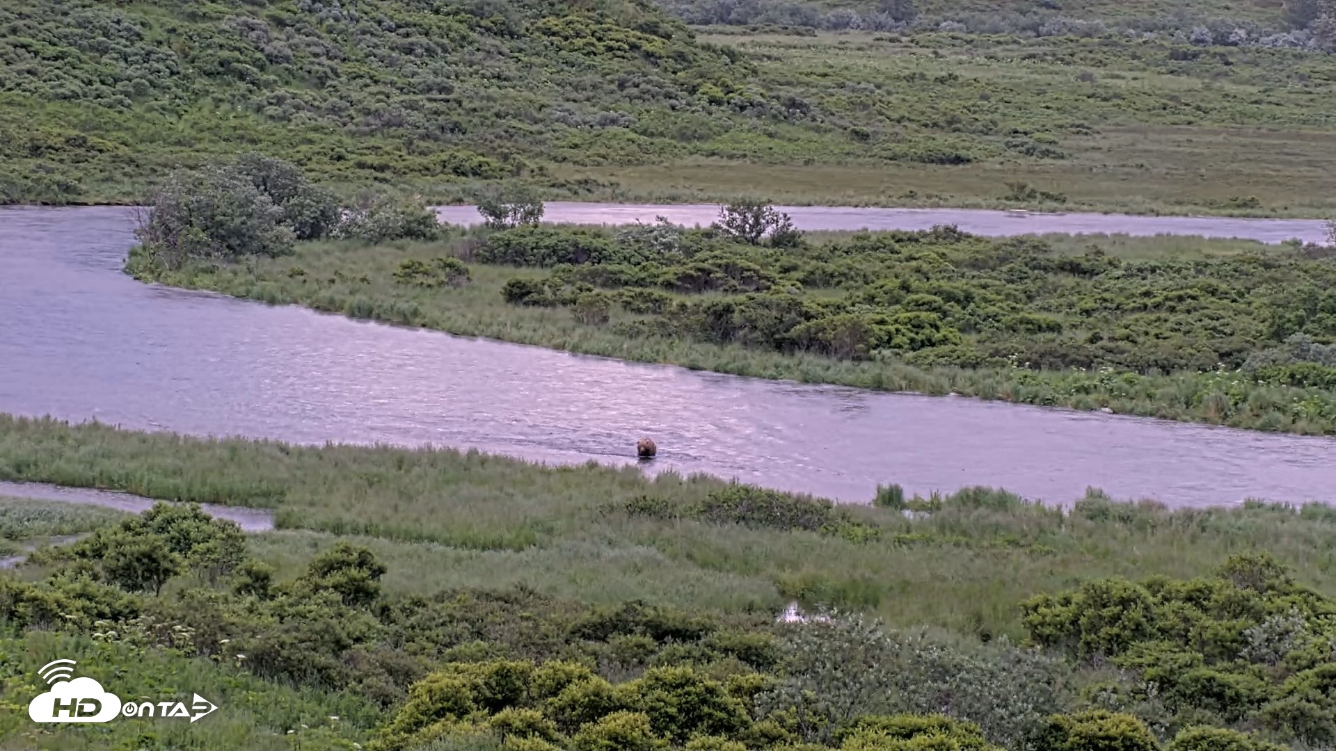 Snapshot of Kodiak Alaska Brown Bears Live Webcam taken Jul 23, 2026, 8:37pm AKDT