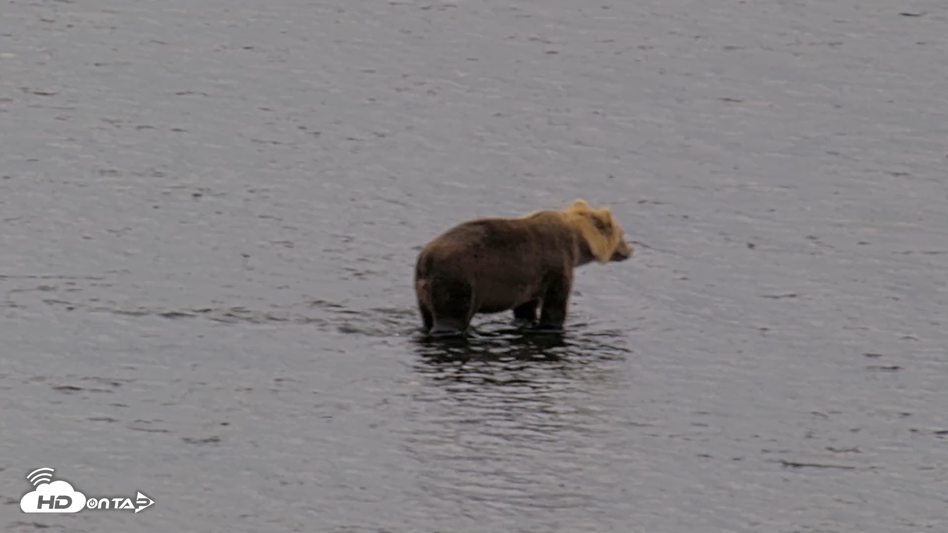 Snapshot of Kodiak Alaska Brown Bears Live Webcam taken Aug 19, 2026, 4:29pm AKDT