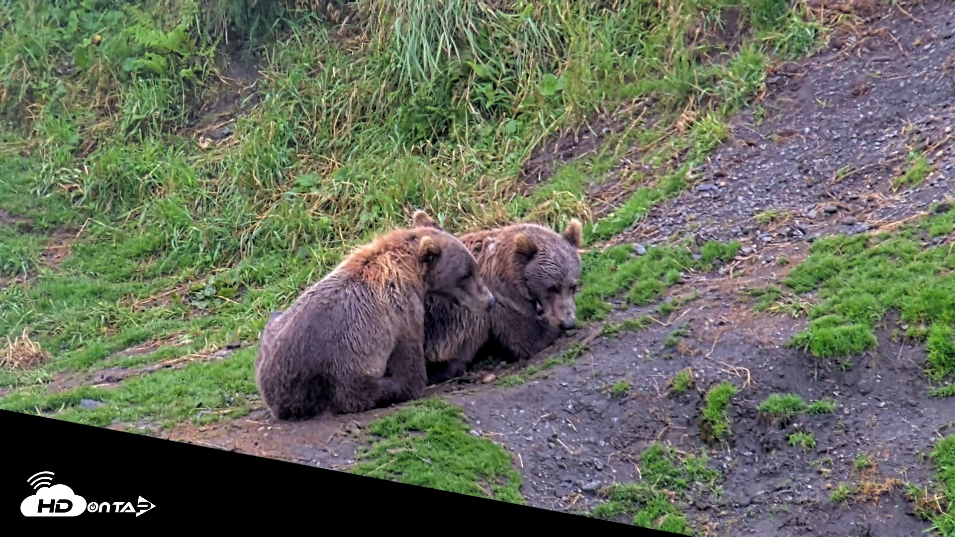 Snapshot of Kodiak Alaska Brown Bears Live Webcam taken Aug 12, 2026, 5:35pm AKDT