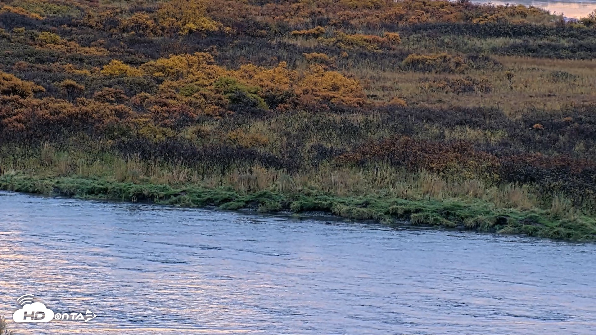 Snapshot of Kodiak Alaska Brown Bears Live Webcam taken Oct 8, 2026, 8:50am AKDT