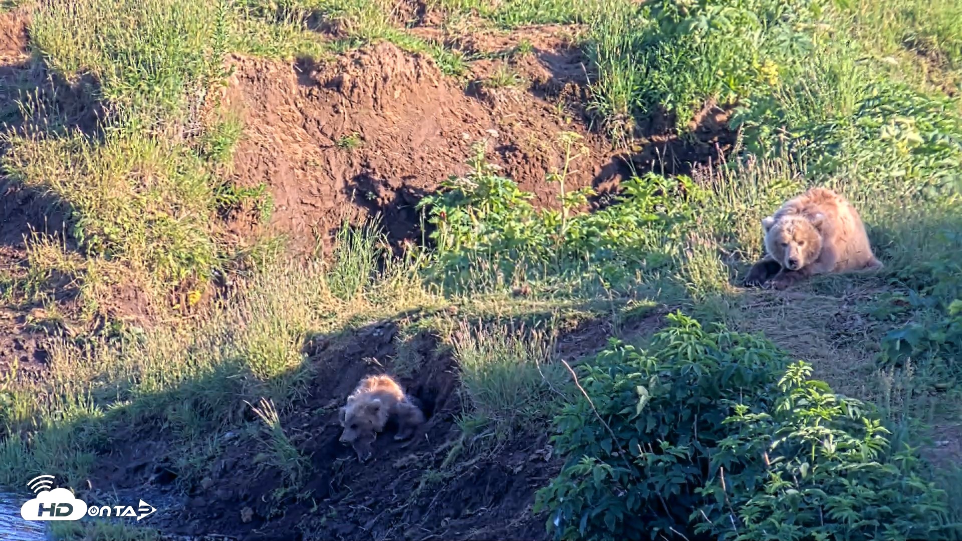 Snapshot of Kodiak Alaska Brown Bears Live Webcam taken Jul 31, 2026, 7:18pm AKDT