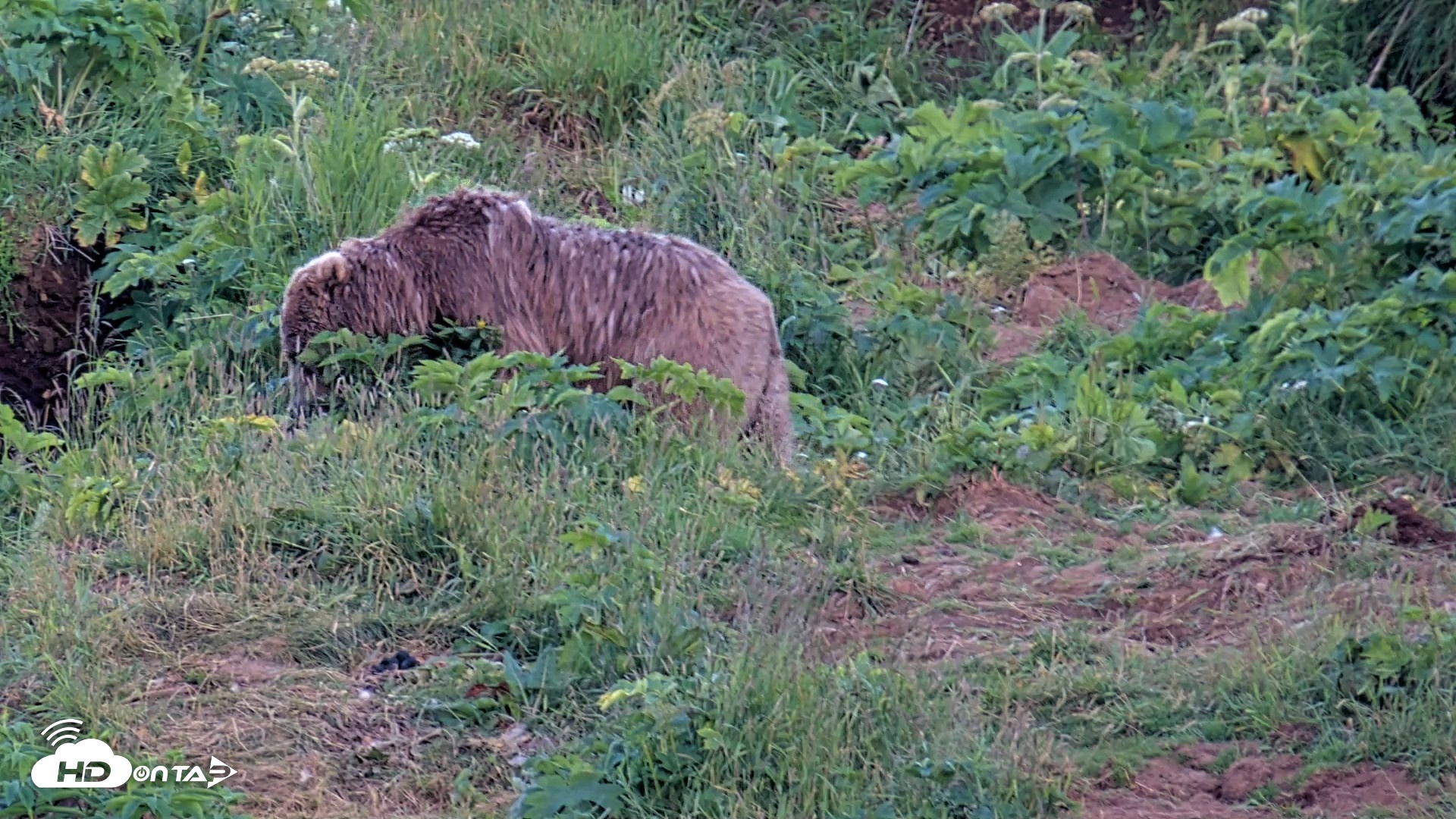 Snapshot of Kodiak Alaska Brown Bears Live Webcam taken Aug 1, 2026, 10:08pm AKDT