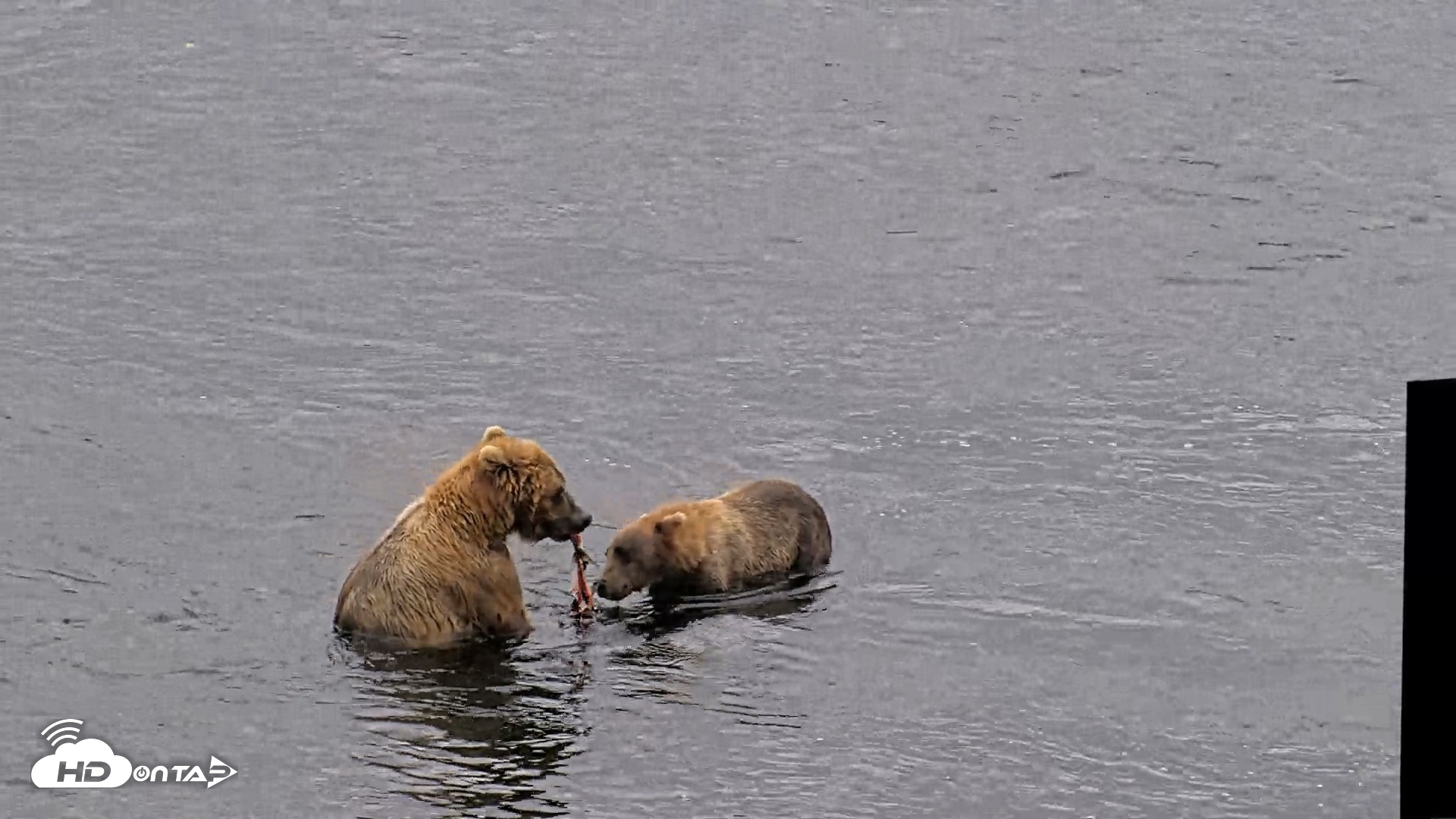 Snapshot of Kodiak Alaska Brown Bears Live Webcam taken Aug 7, 2026, 12:36pm AKDT