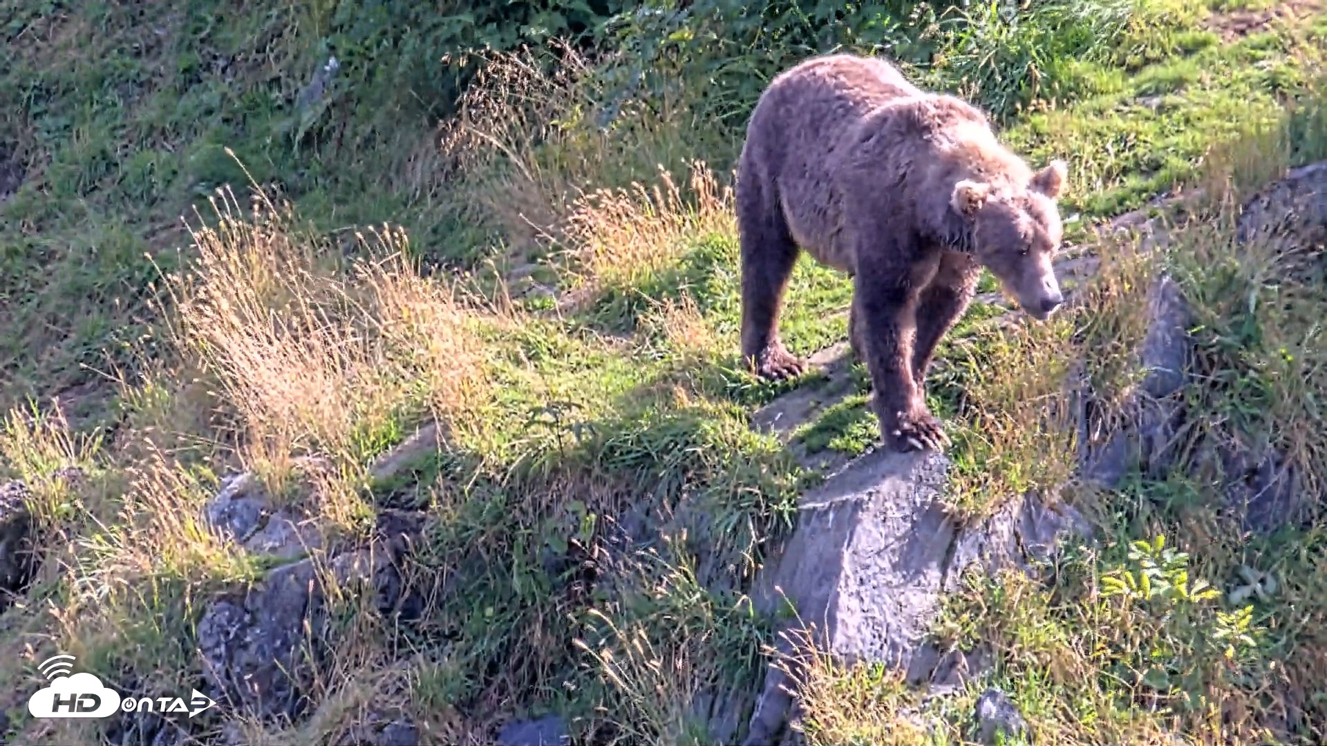 Snapshot of Kodiak Alaska Brown Bears Live Webcam taken Aug 23, 2026, 5:09pm AKDT