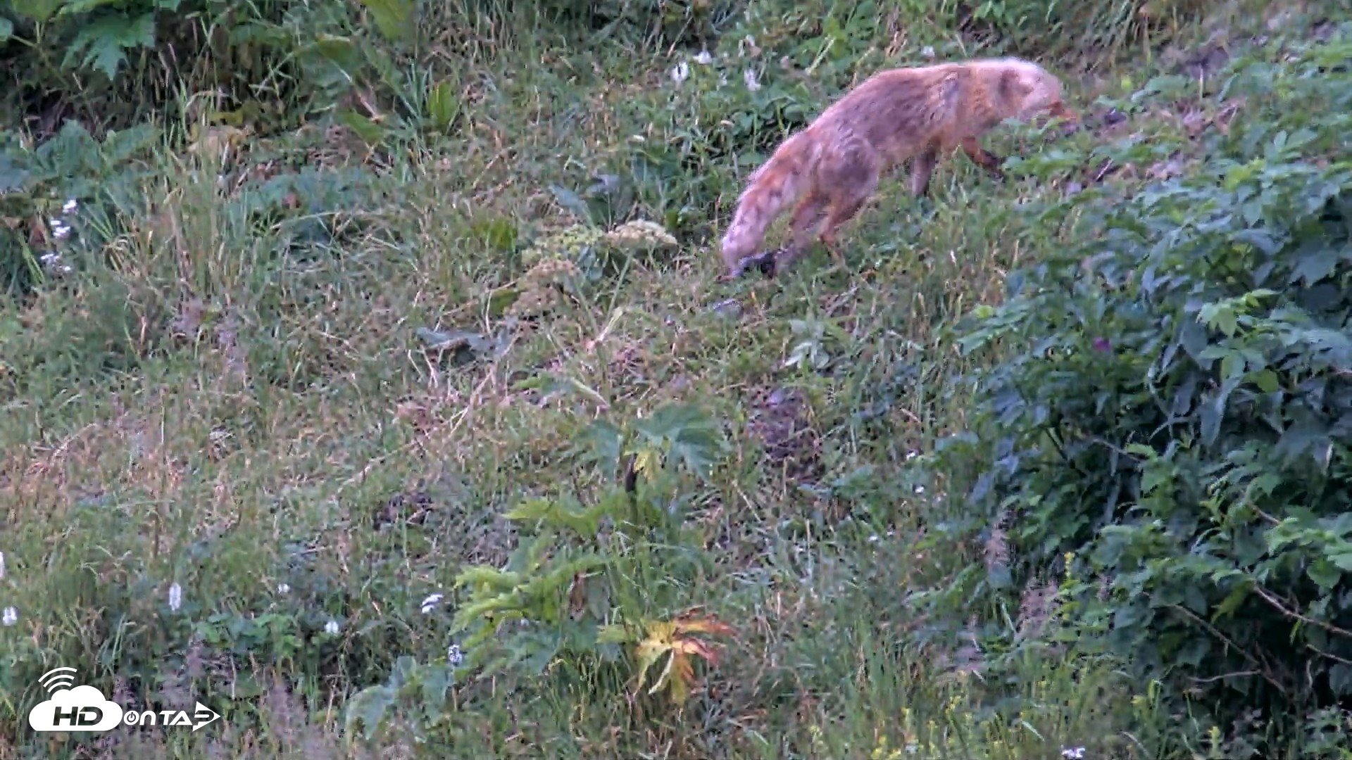 Snapshot of Kodiak Alaska Brown Bears Live Webcam taken Aug 6, 2026, 7:51am AKDT