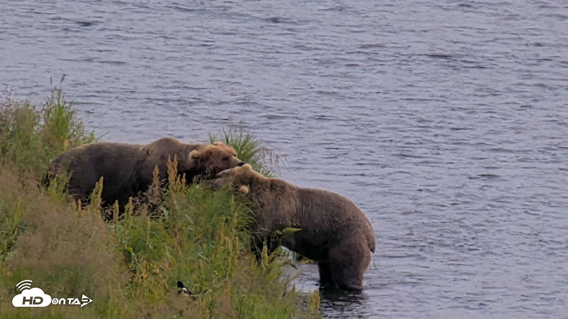 Snapshot of Kodiak Alaska Brown Bears Live Webcam taken Aug 9, 2026, 4:31pm AKDT