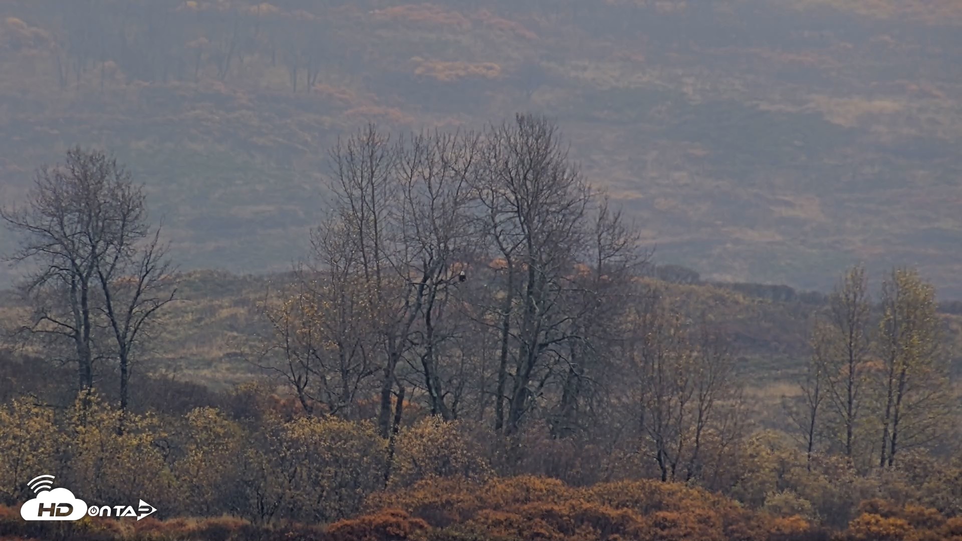 Snapshot of Kodiak Alaska Brown Bears Live Webcam taken Oct 16, 2026, 2:10pm AKDT