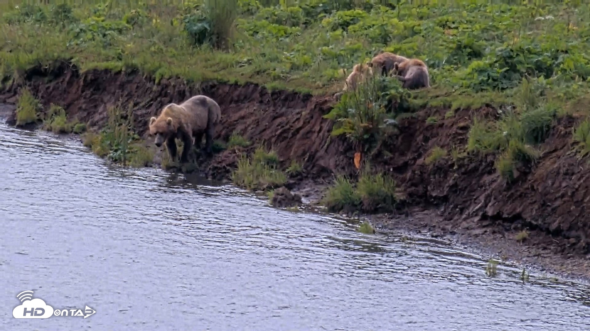 Snapshot of Kodiak Alaska Brown Bears Live Webcam taken Aug 9, 2026, 12:21pm AKDT