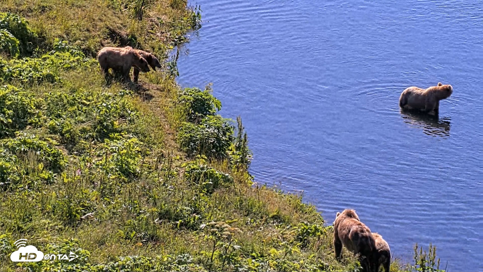 Snapshot of Kodiak Alaska Brown Bears Live Webcam taken Jul 30, 2026, 11:22am AKDT