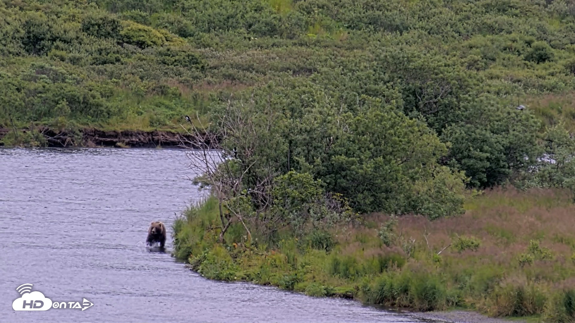Snapshot of Kodiak Alaska Brown Bears Live Webcam taken Aug 11, 2026, 12:05pm AKDT