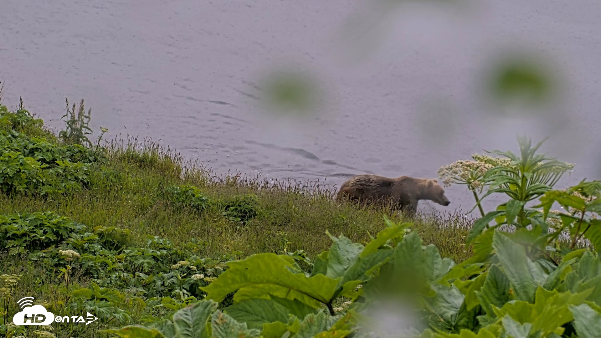 Snapshot of Kodiak Alaska Brown Bears Live Webcam taken Jul 21, 2026, 6:31pm AKDT
