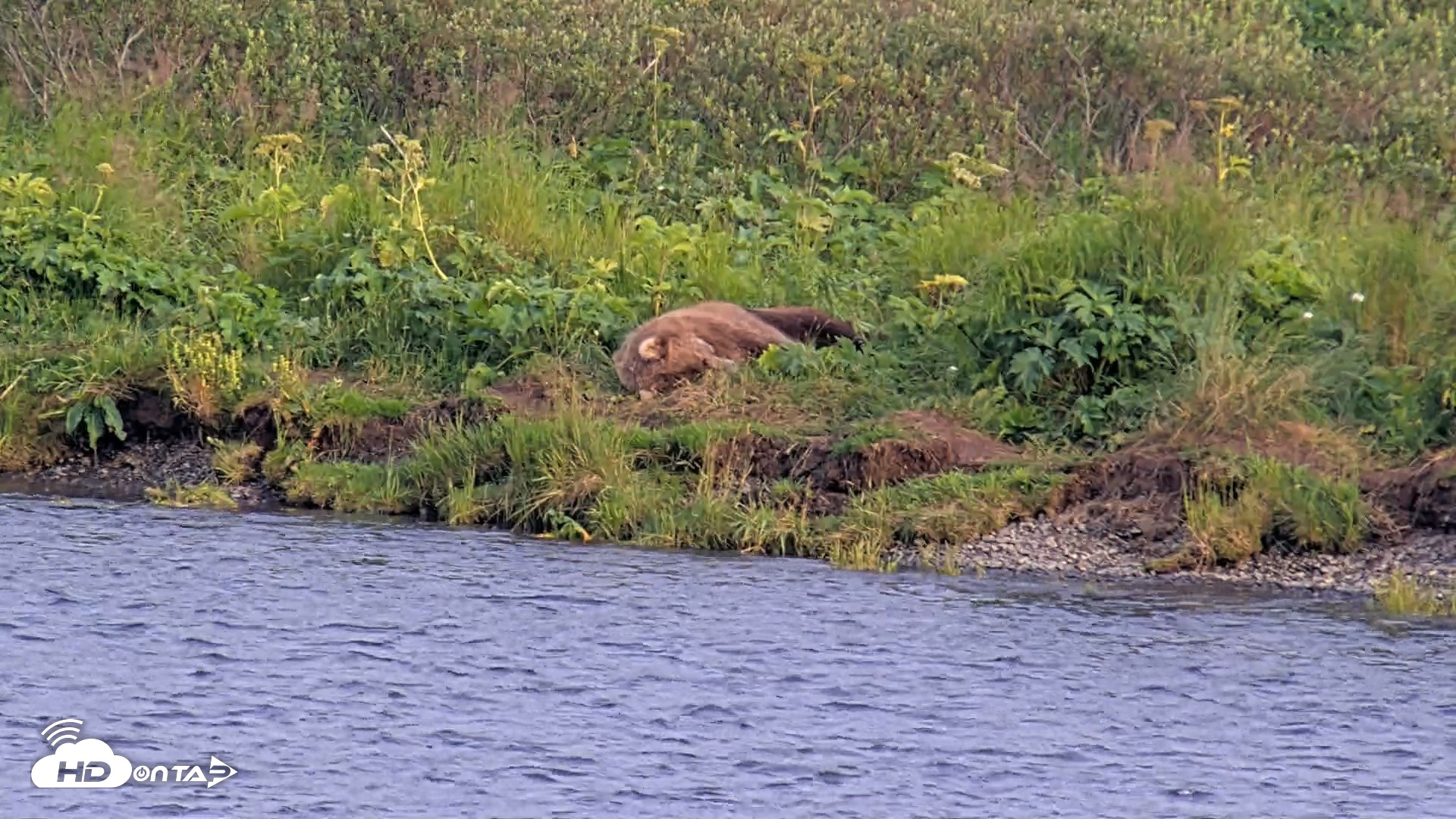 Snapshot of Kodiak Alaska Brown Bears Live Webcam taken Aug 9, 2026, 8:13pm AKDT