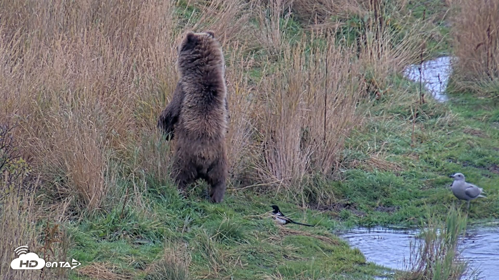 Snapshot of Kodiak Alaska Brown Bears Live Webcam taken Oct 6, 2026, 11:10am AKDT