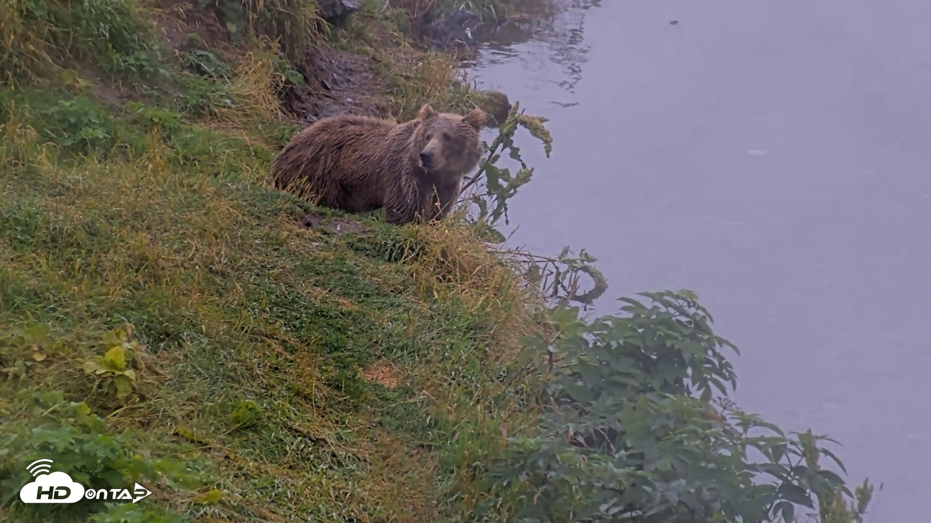 Snapshot of Kodiak Alaska Brown Bears Live Webcam taken Aug 16, 2026, 4:42pm AKDT