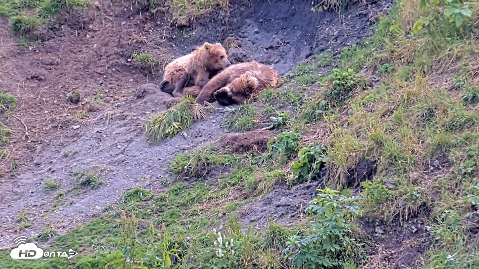 Snapshot of Kodiak Alaska Brown Bears Live Webcam taken Aug 9, 2026, 3:55pm AKDT